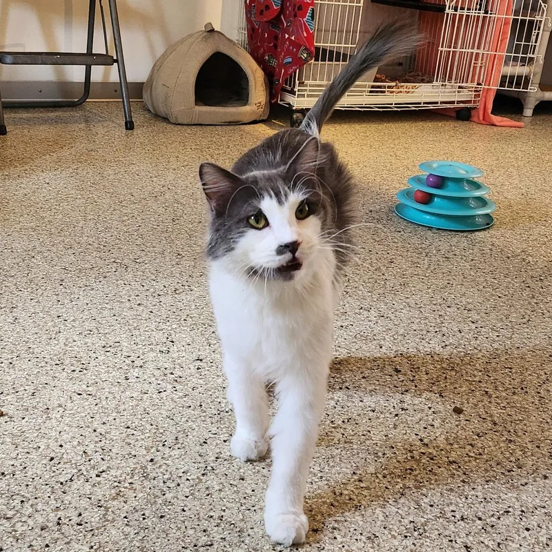 An adult large-sized male Domestic Long Hair cat named Jedediah for adoption in Los Angeles, CA