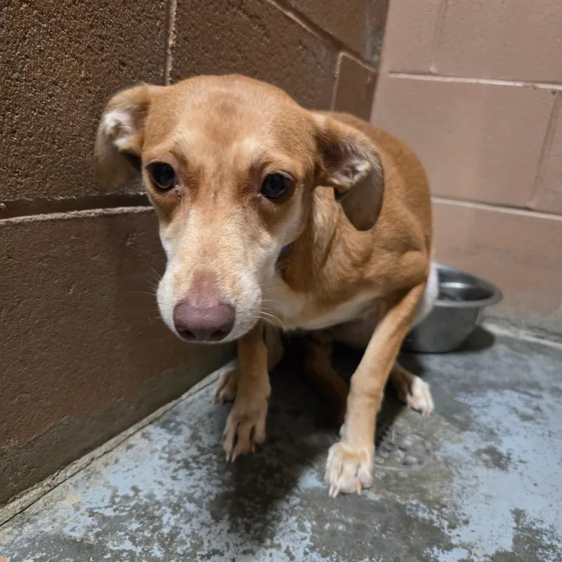 An adult small-sized female Jack Russell Terrier dog named Denise for adoption in Hattiesburg, MS