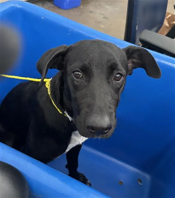 A young large-sized female Mixed Breed dog named Lola for adoption in Dallas, TX