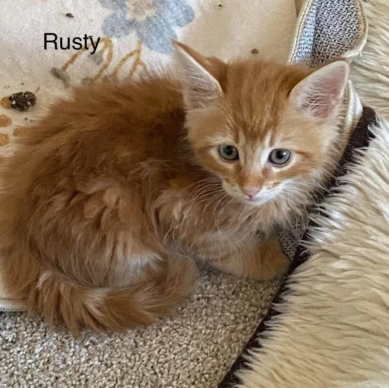A baby small-sized male Tabby cat named Rusty for adoption in Saint George, UT