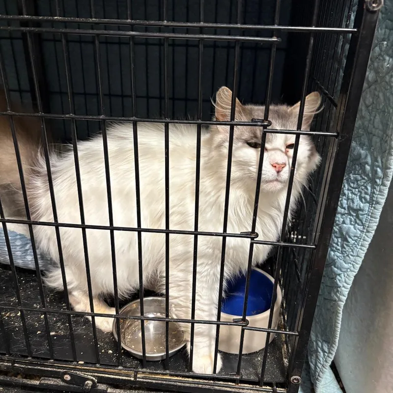 Charlotte Flair thumbnail 2