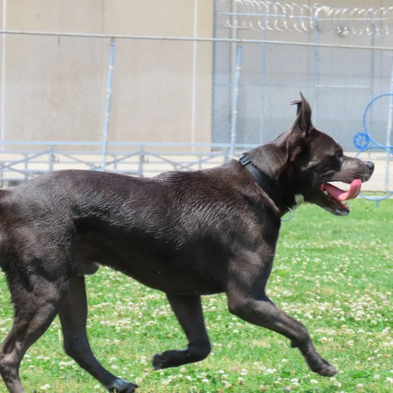An adult small-sized male Gray / Blue / Silver Mixed Breed dog named Rocky for adoption in Jackson, MO