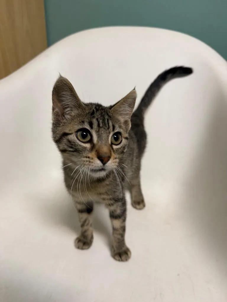 A baby medium-sized male Domestic Short Hair cat named Earl for adoption in Amery, WI