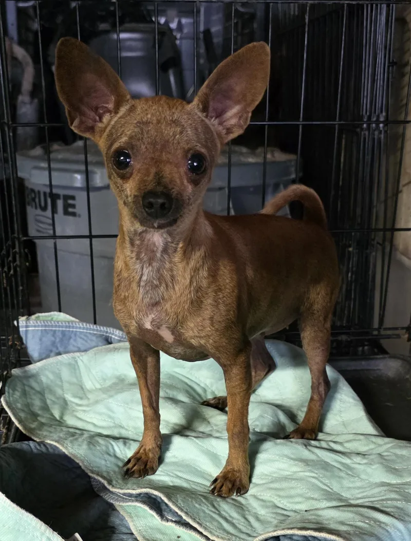 An adult small-sized female Chihuahua dog named Lilly for adoption in Diamond, OH