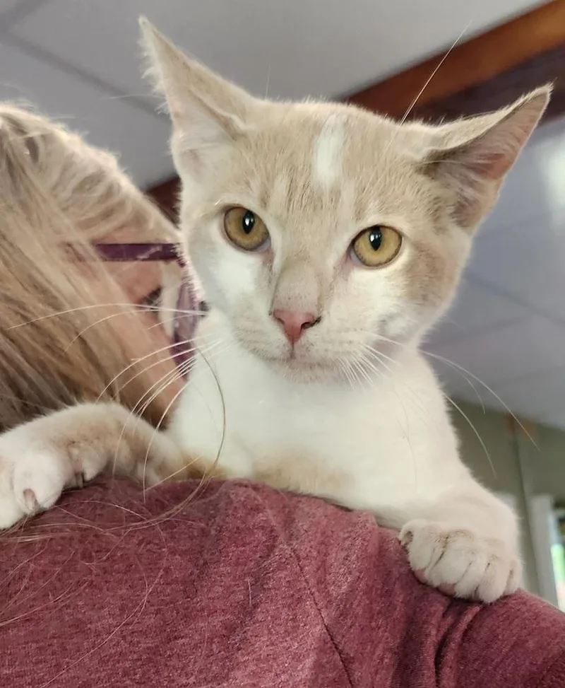 A baby medium-sized male Domestic Short Hair cat named Buster for adoption in East Greenville, PA