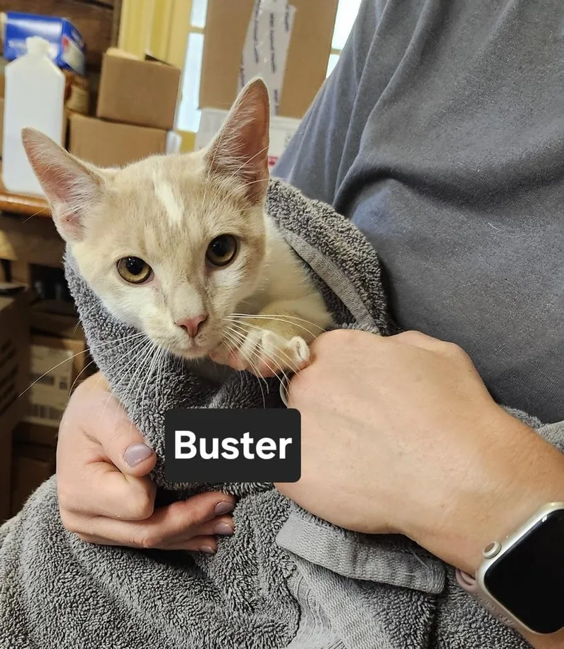 Buster thumbnail 4