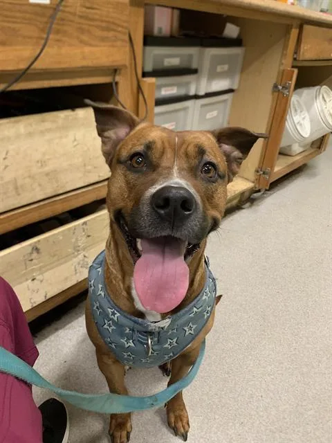 An adult medium-sized female Pit Bull Terrier dog named Kyleia for adoption in Indianapolis, IN