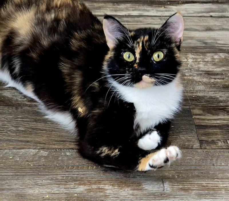 Juniper