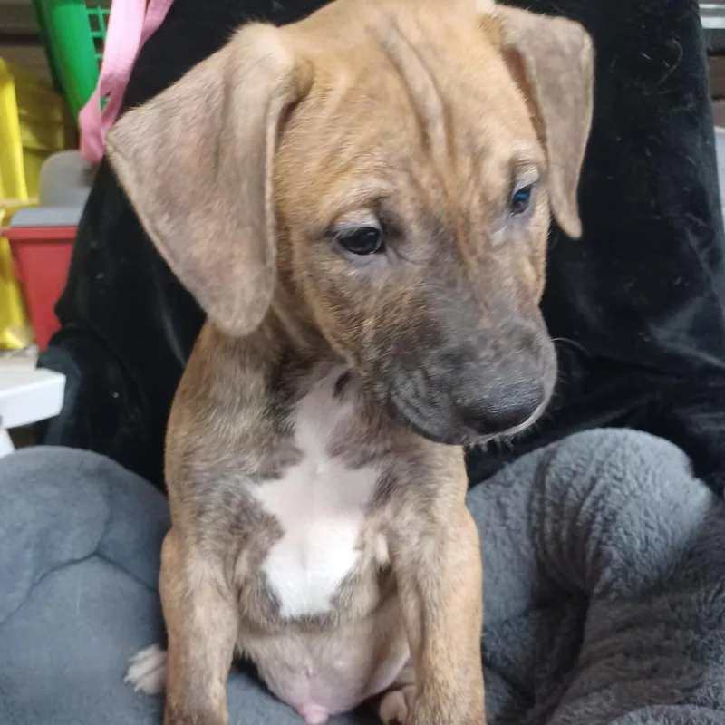 A baby medium-sized male Yellow / Tan / Blond / Fawn Labrador Retriever dog named Trucker for adoption in Winston Salem, NC