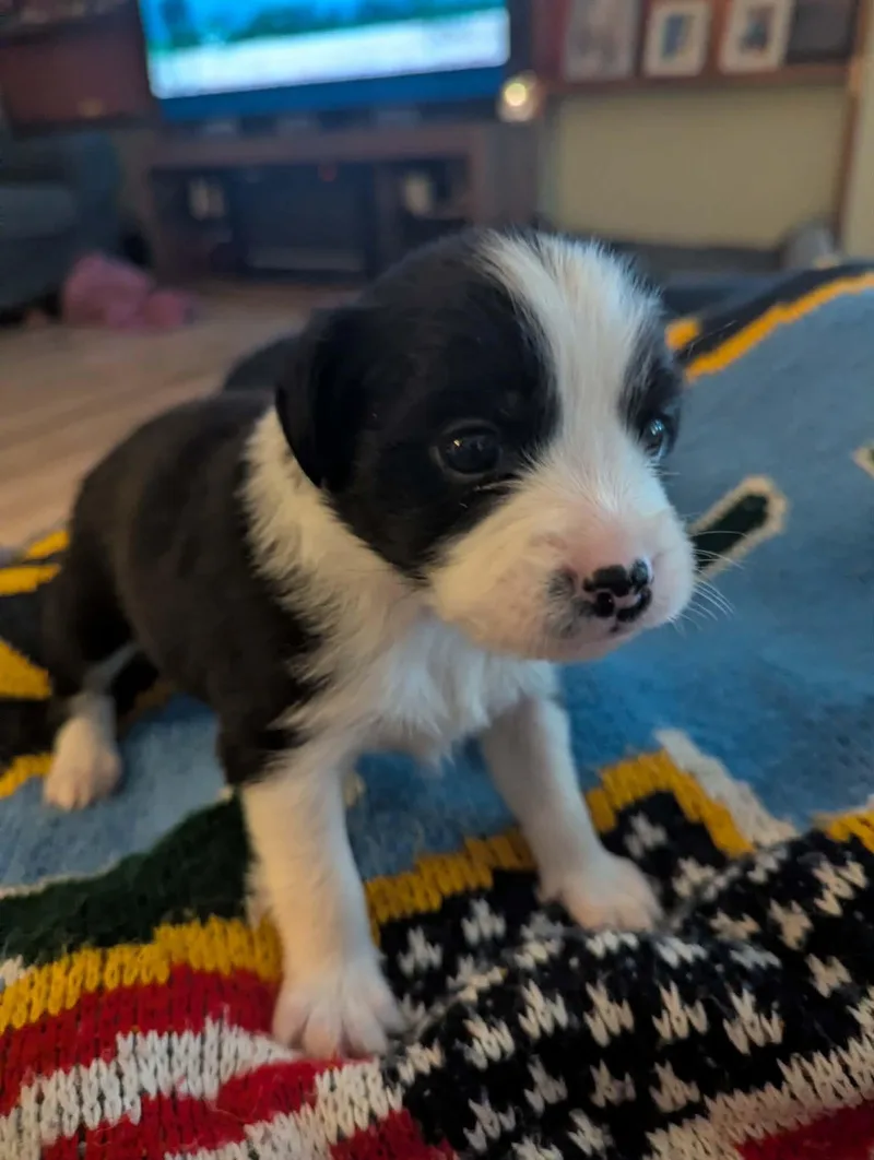 A baby small-sized male Jack Russell Terrier dog named Luigi for adoption in Manhattan, KS