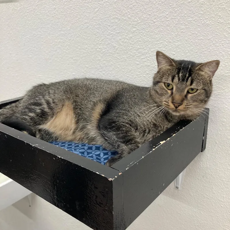 Roxana  Zaniah thumbnail 3