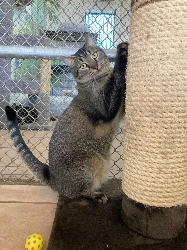 Roxana  Zaniah thumbnail 6