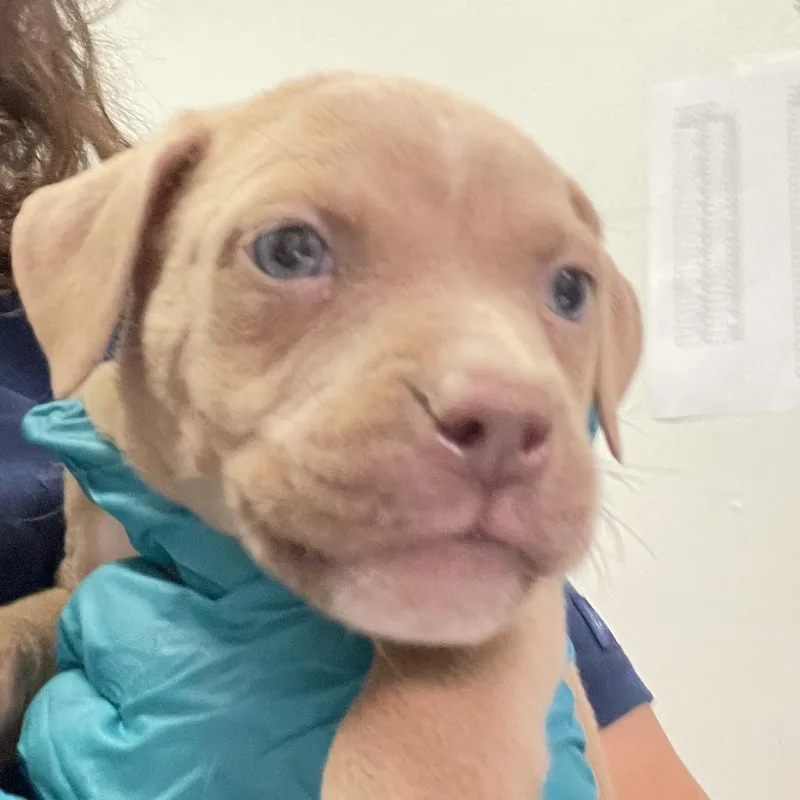 An adult medium-sized male Yellow / Tan / Blond / Fawn Mixed Breed dog named Apollo Maximus for adoption in Charleston, WV