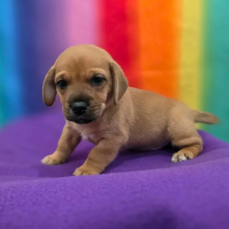 A baby small-sized male Brown / Chocolate Australian Shepherd dog named Sidecar for adoption in Jackson, MO