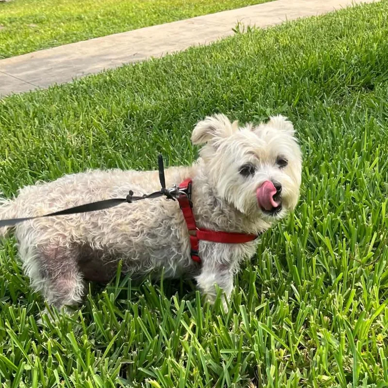 A senior small-sized female White / Cream Terrier dog named Khloe for adoption in Houston, TX