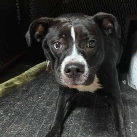 An adult medium-sized female Black Mixed Breed dog named Fiona for adoption in Gadsden, AL