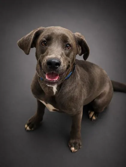 A young medium-sized male Labrador Retriever dog named Blue for adoption in Bowling Green, KY