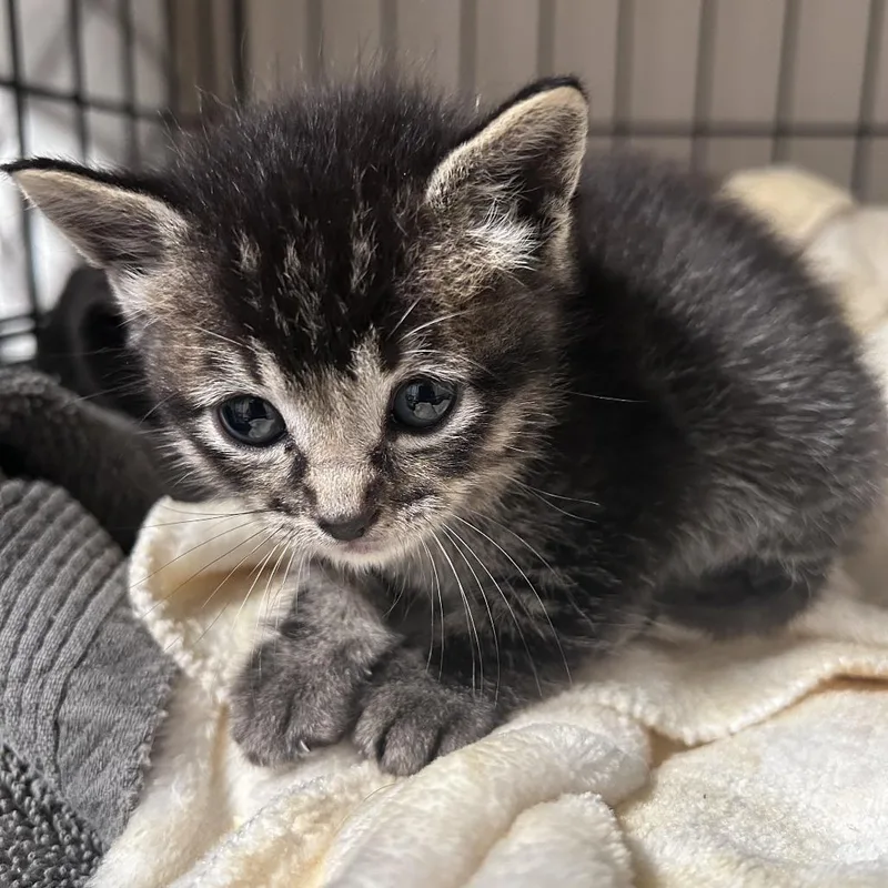 A baby small-sized male Brown / Chocolate Domestic Short Hair cat named Cheeta Costa Mesa Location for adoption in Chino Hills, CA