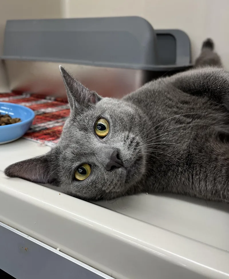 A young medium-sized male Domestic Short Hair cat named Dublin for adoption in Harrison, NY