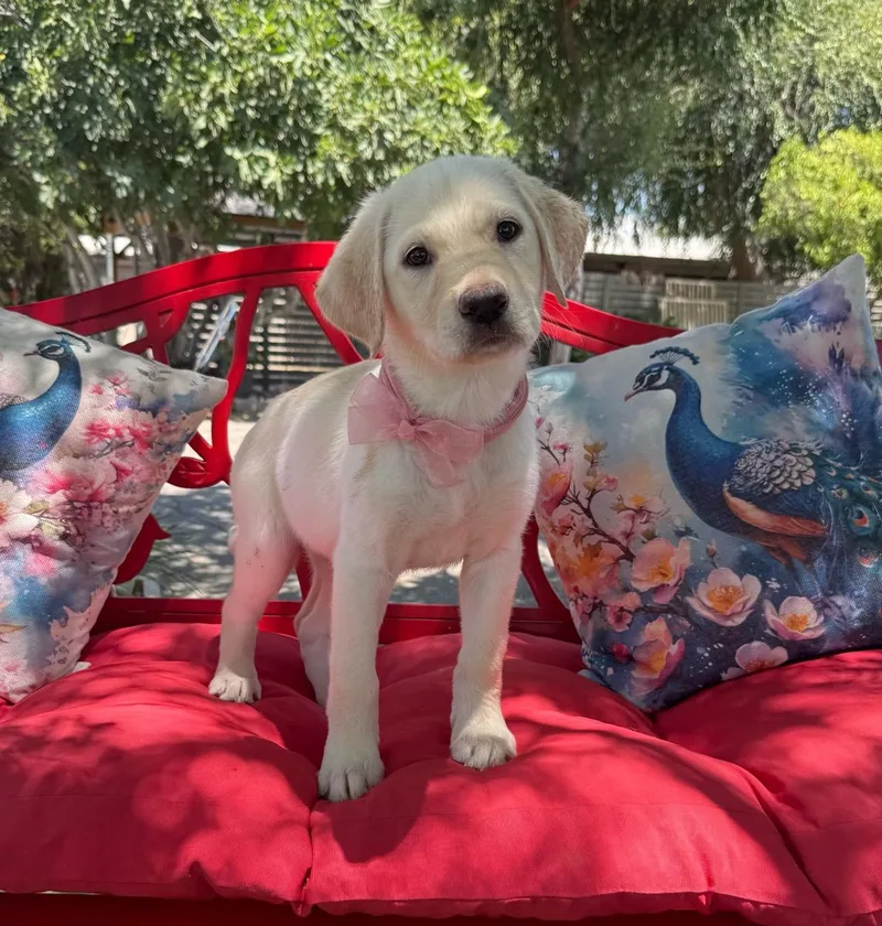 A young medium-sized female Yellow / Tan / Blond / Fawn Labrador Retriever dog named Chantilly for adoption in Temecula, CA