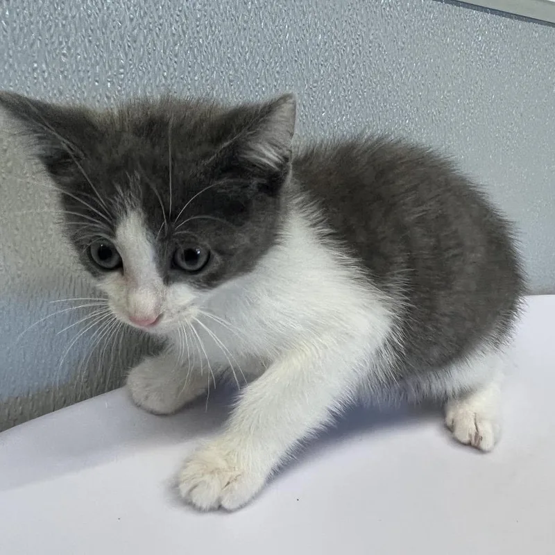 A baby small-sized male White Domestic Short Hair cat named Cassius for adoption in Clearwater, FL