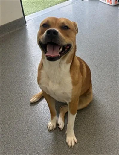 A young medium-sized male Pit Bull Terrier dog named Alamo for adoption in Toledo, OH