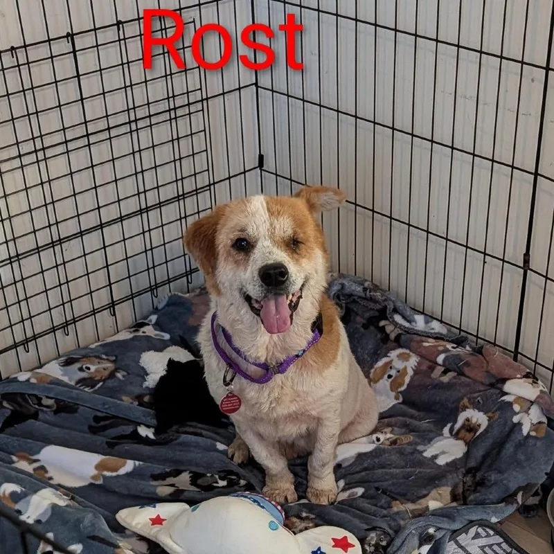 An adult small-sized male Yellow / Tan / Blond / Fawn Mixed Breed dog named Rost for adoption in Fredericksburg, VA