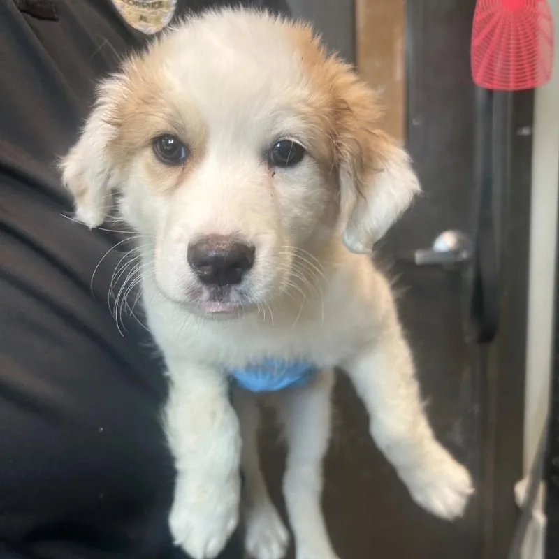 A baby large-sized female White / Cream Great Pyrenees dog named Kimber for adoption in Huntsville, AL