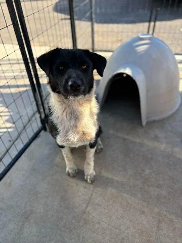 A young medium-sized female Tricolor (Brown, Black, & White) Collie dog named Duchess for adoption in Page, AZ