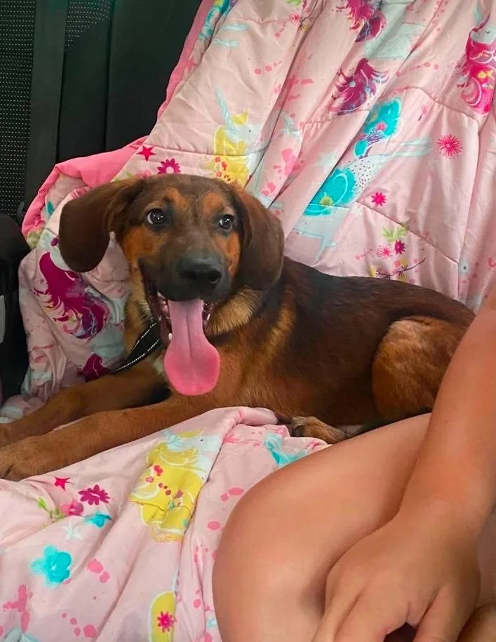 Rufus thumbnail 2