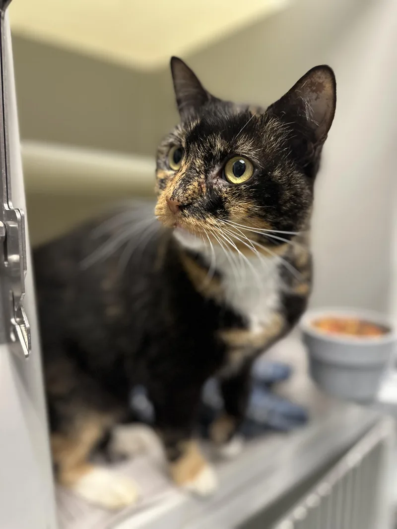 An adult medium-sized female Domestic Short Hair cat named Barbara for adoption in Stafford, VA