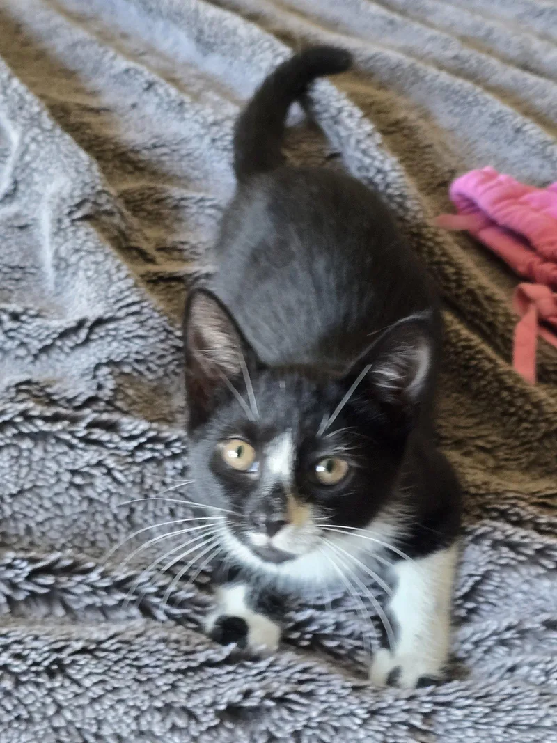 A baby medium-sized male Black & White / Tuxedo Domestic Short Hair cat named Clyde Willow Grove for adoption in Greenville, DE