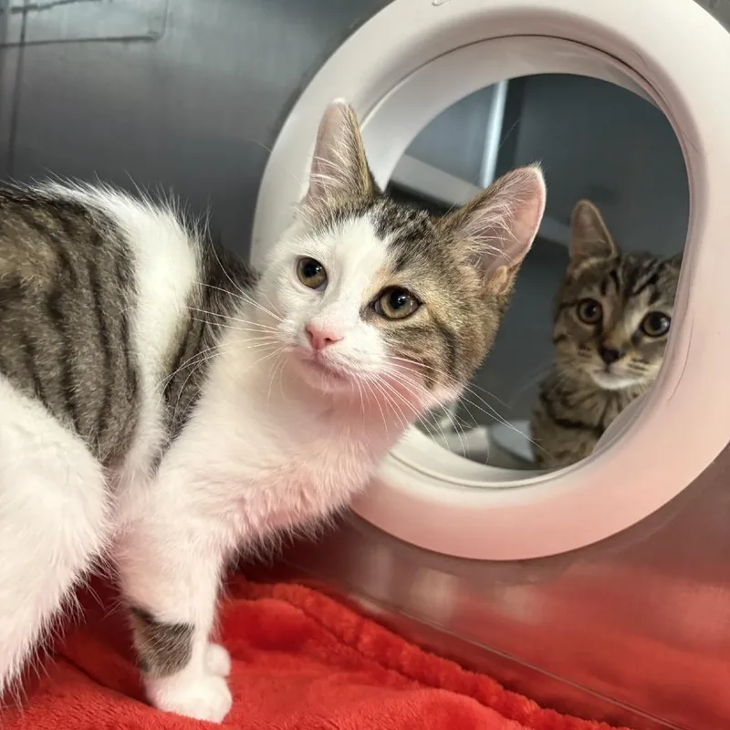 A baby small-sized female Brown / Chocolate Domestic Short Hair cat named Rosemary for adoption in Brockton, MA