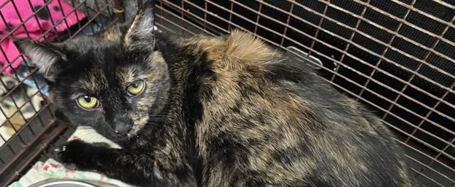 A young small-sized female Domestic Short Hair cat named Daisy for adoption in Tucson, AZ