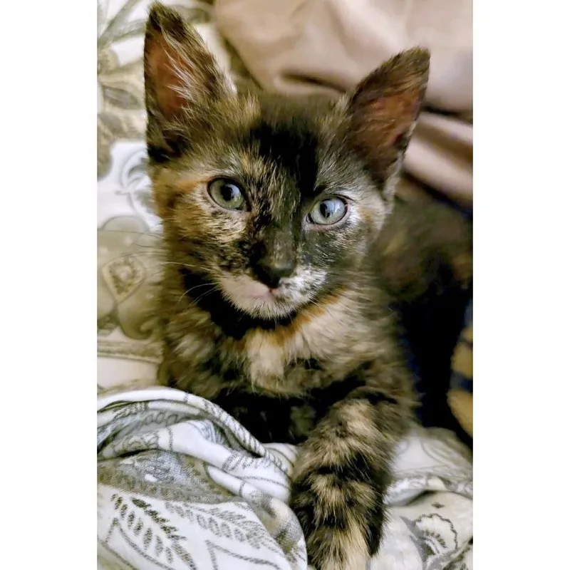 A baby small-sized female Black Domestic Short Hair cat named Cobalt for adoption in Austin, TX
