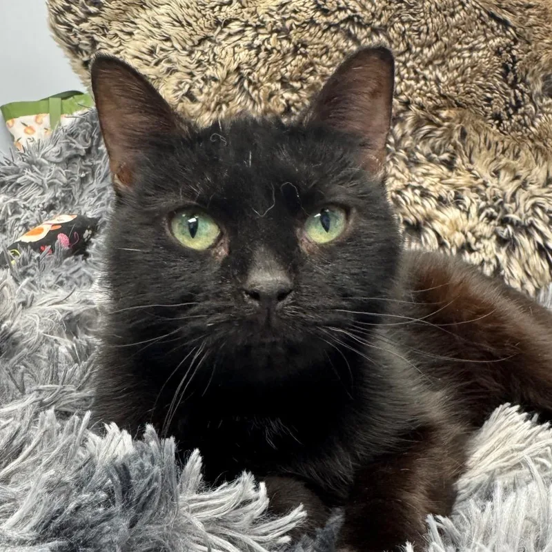 A baby small-sized female Black Domestic Short Hair cat named Hyacinth for adoption in Zimmerman, MN