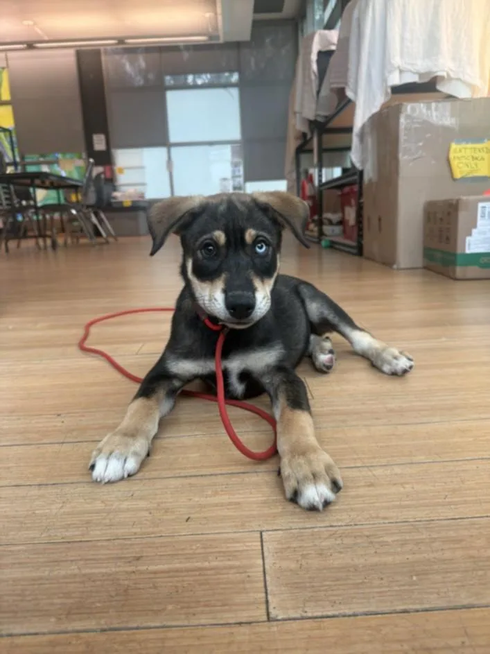 A baby small-sized male Siberian Husky dog named Toast for adoption in Van Nuys, CA