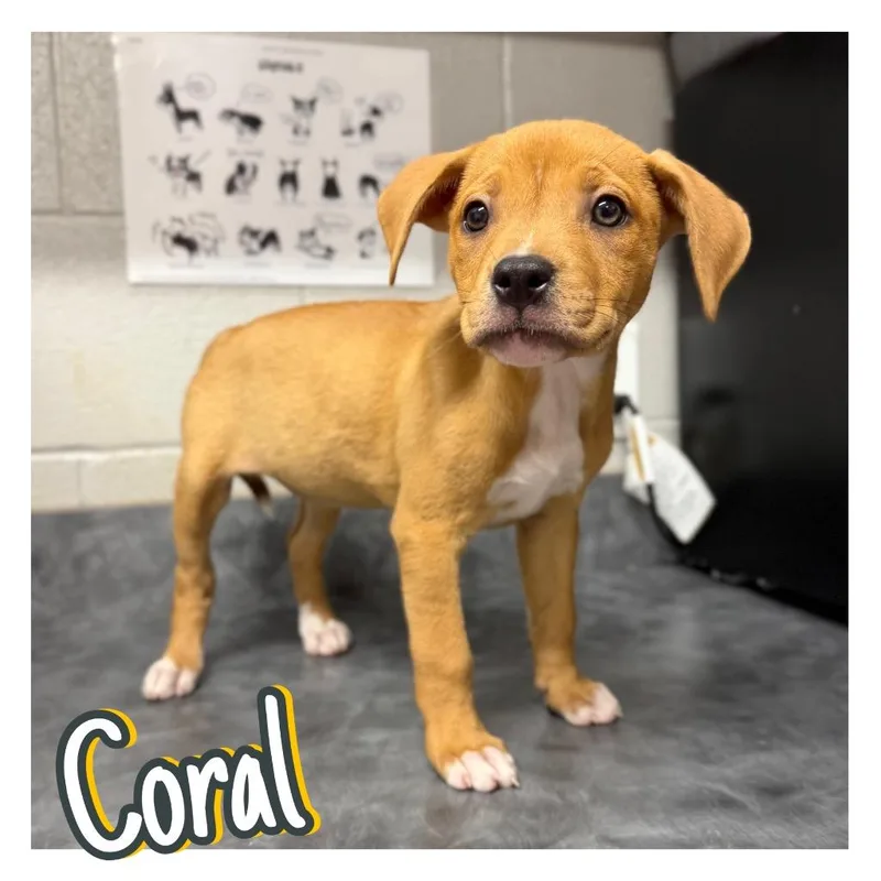 A baby small-sized female American Staffordshire Terrier dog named Coral for adoption in Pierceton, IN