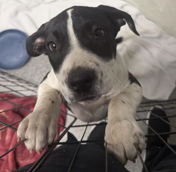 A baby medium-sized male Pit Bull Terrier dog named William for adoption in Escondido, CA