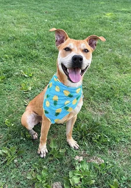 A young medium-sized male Mixed Breed dog named Paulie for adoption in Haw River, NC