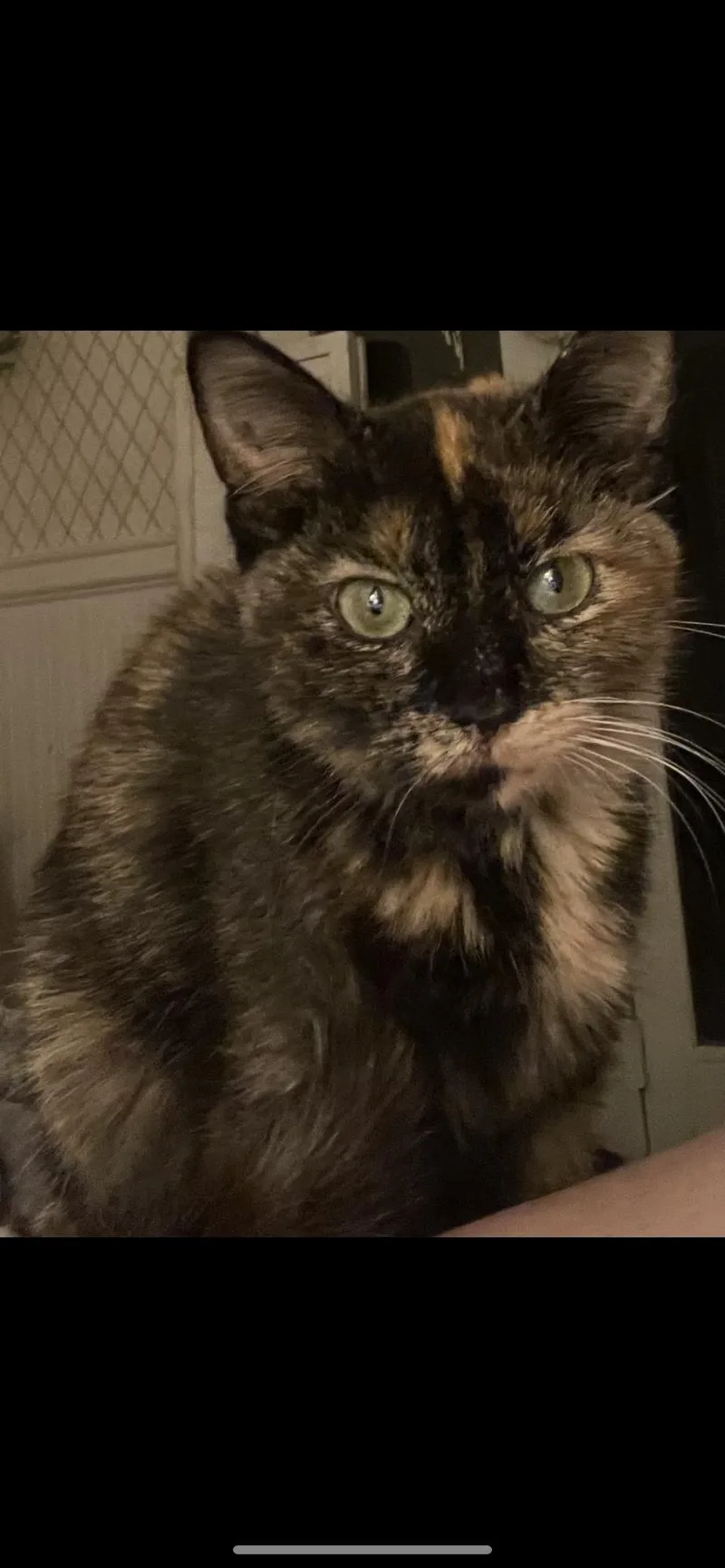A young small-sized female Tortoiseshell cat named Bambi for adoption in Waveland, IN
