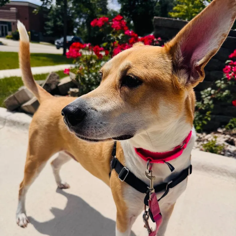 A senior medium-sized female Yellow / Tan / Blond / Fawn Mixed Breed dog named Nala for adoption in Naperville, IL