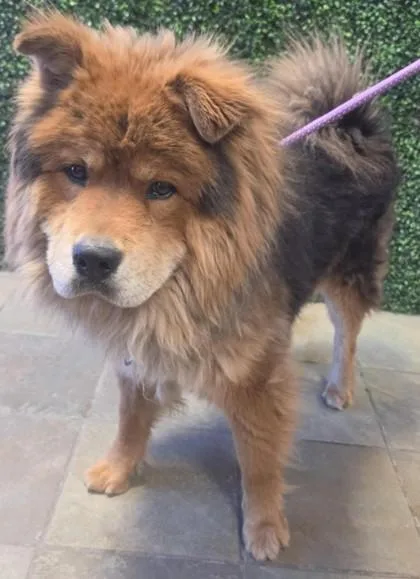 An adult large-sized male Brown / Chocolate Chow Chow dog named 60983552 for adoption in El Paso, TX
