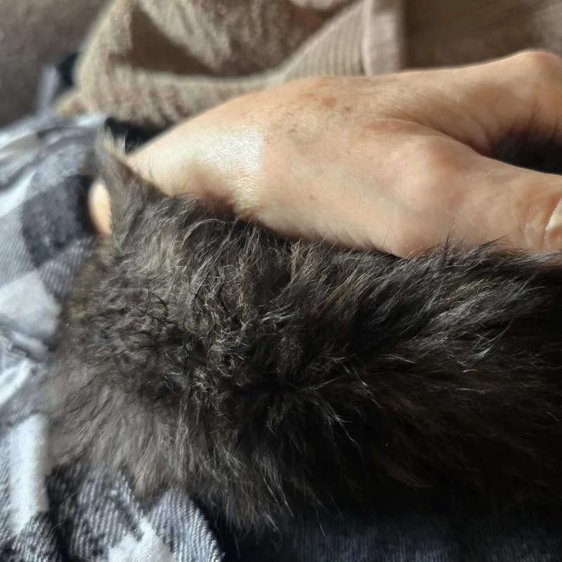 A baby large-sized female Domestic Medium Hair cat named Gimli for adoption in Lake City, MN