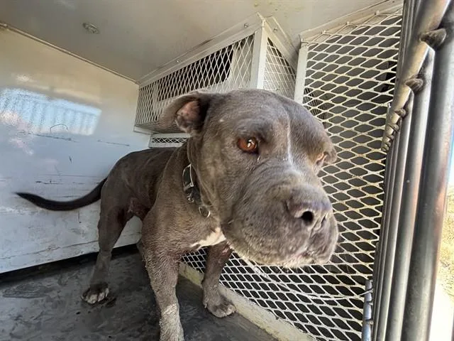 A young medium-sized male White / Cream Pit Bull Terrier dog named Anderson URGENT for adoption in Thousand Oaks, CA