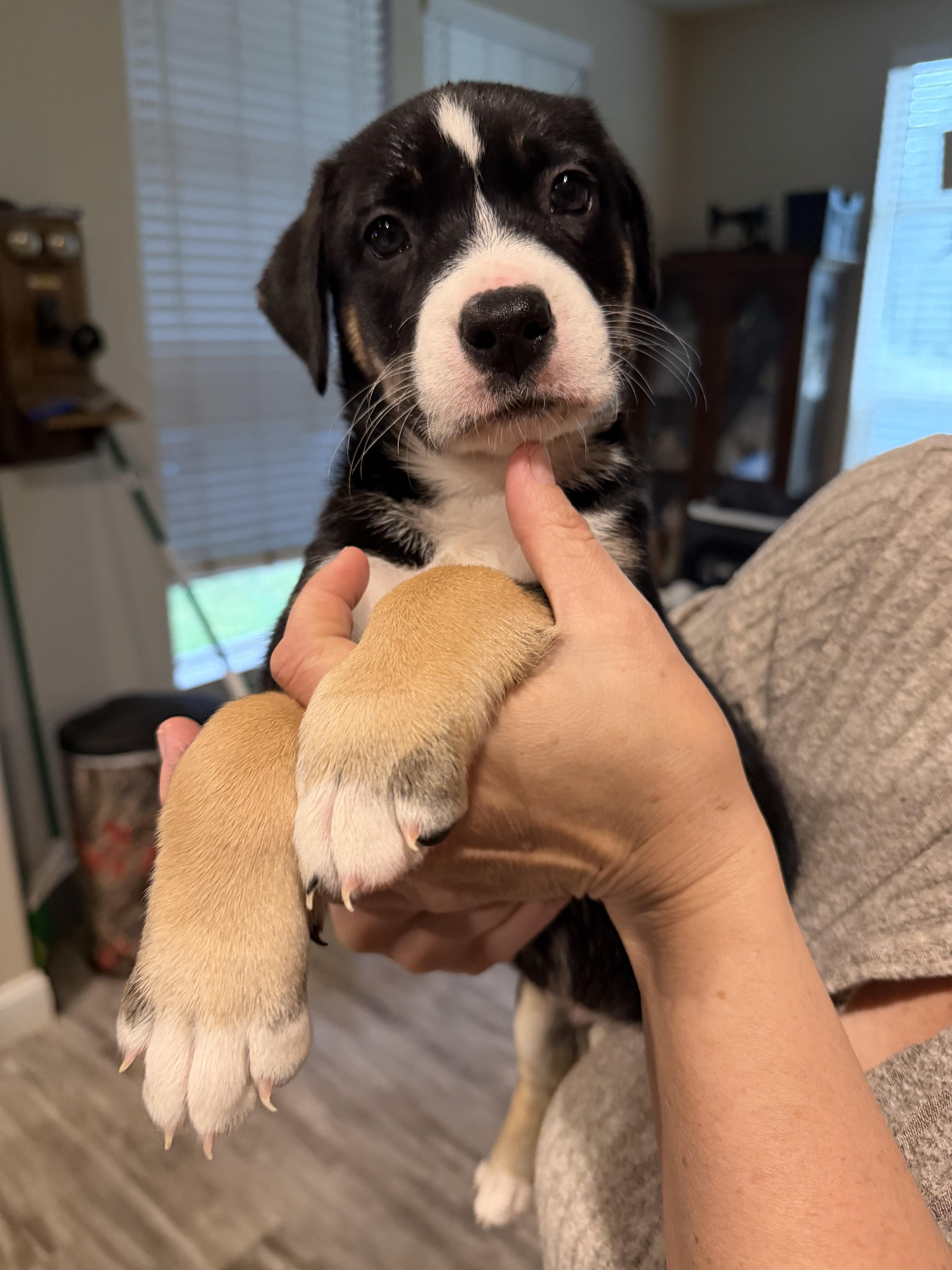 A baby large-sized male Labrador Retriever dog named The Professor for adoption in Penryn, CA