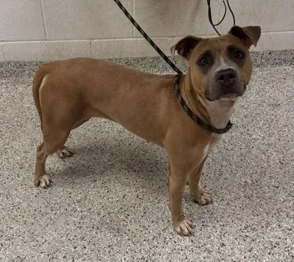 An adult large-sized female Yellow / Tan / Blond / Fawn Pit Bull Terrier dog named Parfait for adoption in Kansas City, MO
