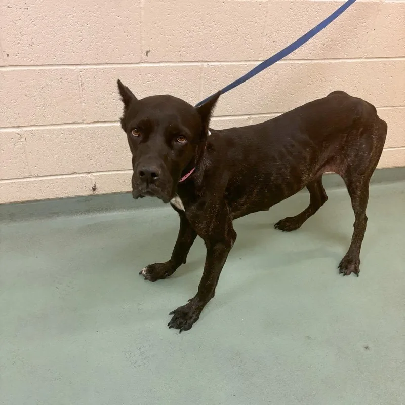 An adult large-sized female Mixed Breed dog named Georgia for adoption in Memphis, TN