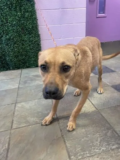 An adult small-sized male Brown / Chocolate Labrador Retriever dog named Magoo for adoption in El Paso, TX