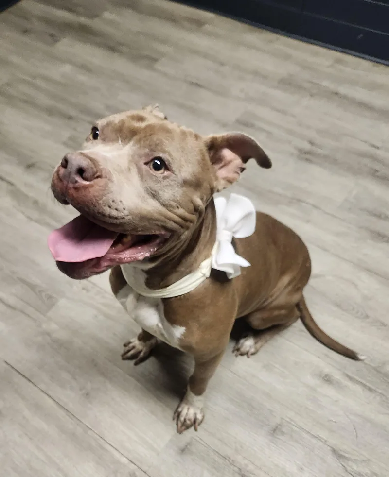 An adult large-sized female Apricot / Beige Pit Bull Terrier dog named Persimmon for adoption in Mansfield, OH